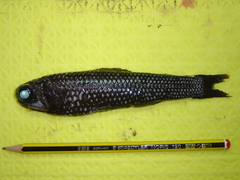 Mirror Lanternfish photo 1