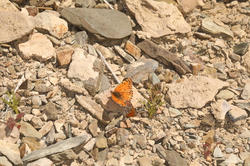 Sagebrush Checkerspot photo 5