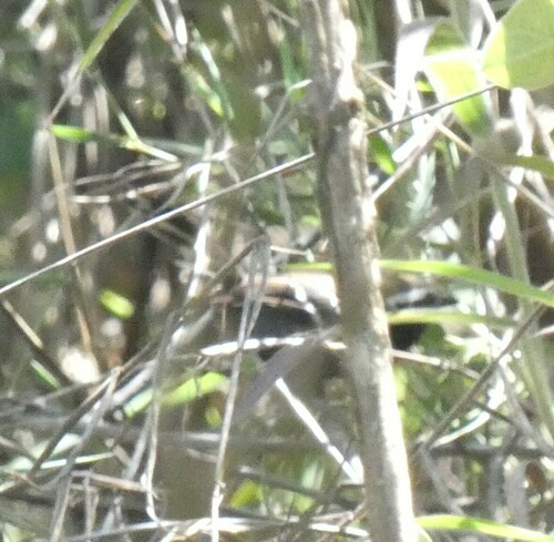 White-bibbed Antbird (Myrmoderus loricatus), photo 6