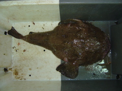 Lophius americanus