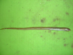 Snake Blenny photo 3