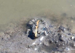 Pseudopaludicola falcipes