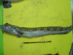 Vahl's Eelpout photo 4
