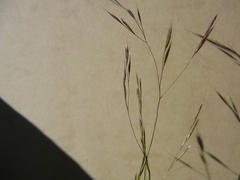 Deschampsia danthonioides