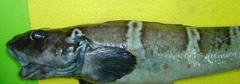 Esmark's Eelpout photo 2