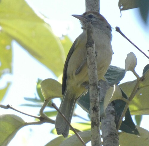 Grey-eyed Greenlet