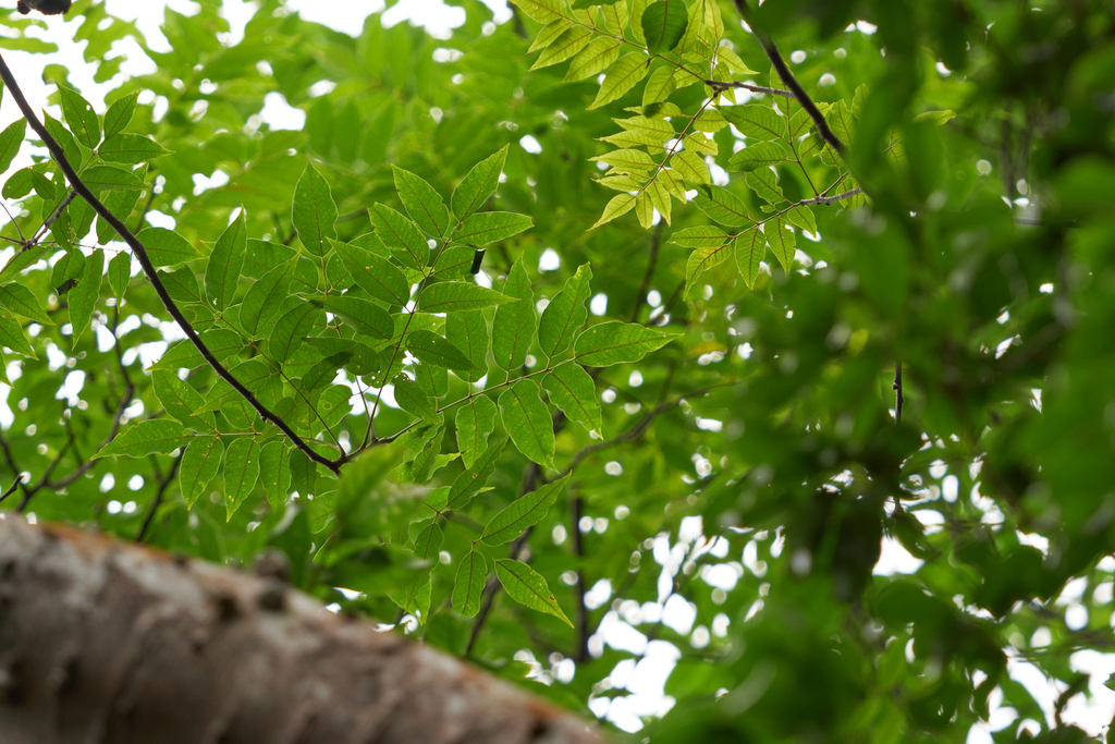 nepali-hog-plum-in-december-2023-by-tkp123-inaturalist