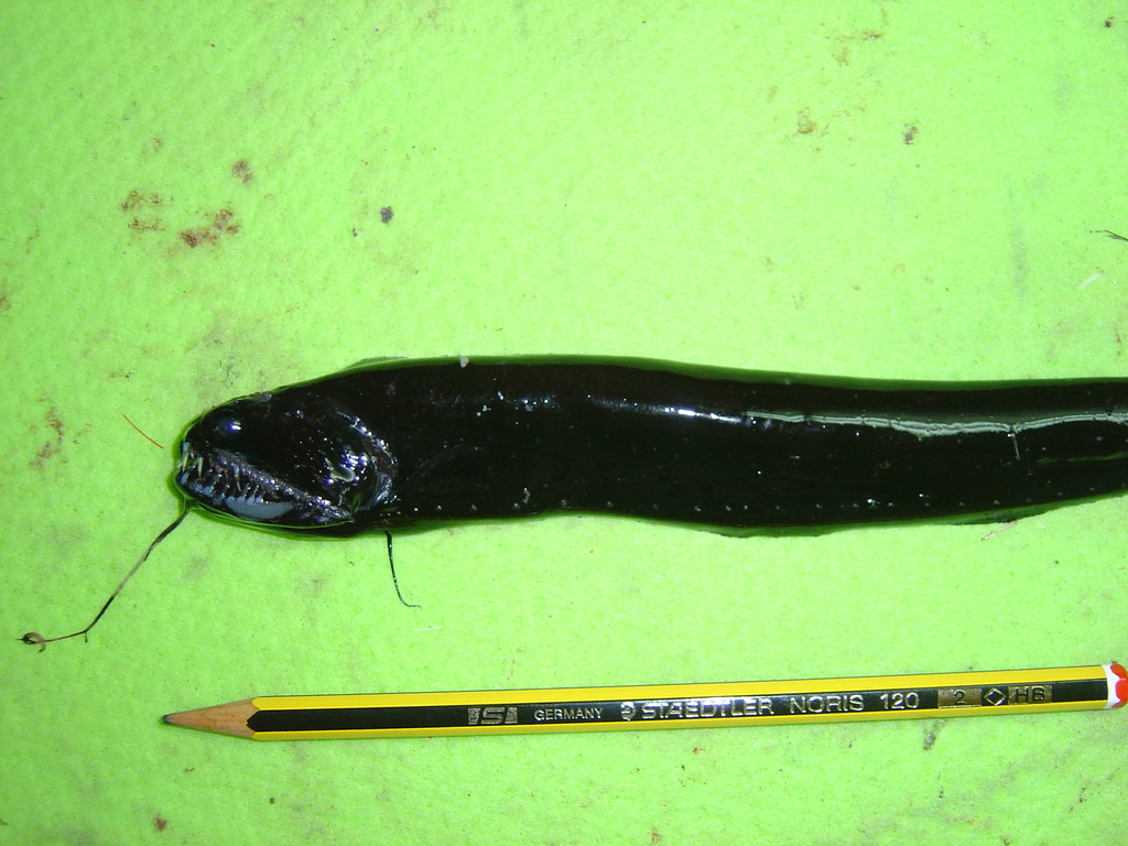 Scaleless Black Dragonfish