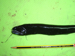 Scaleless Black Dragonfish photo 1