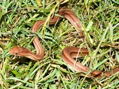 Dryophylax hypoconia