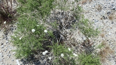 Chaenactis stevioides