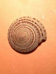 Architectonica maxima