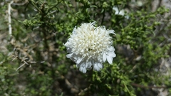 Chaenactis stevioides