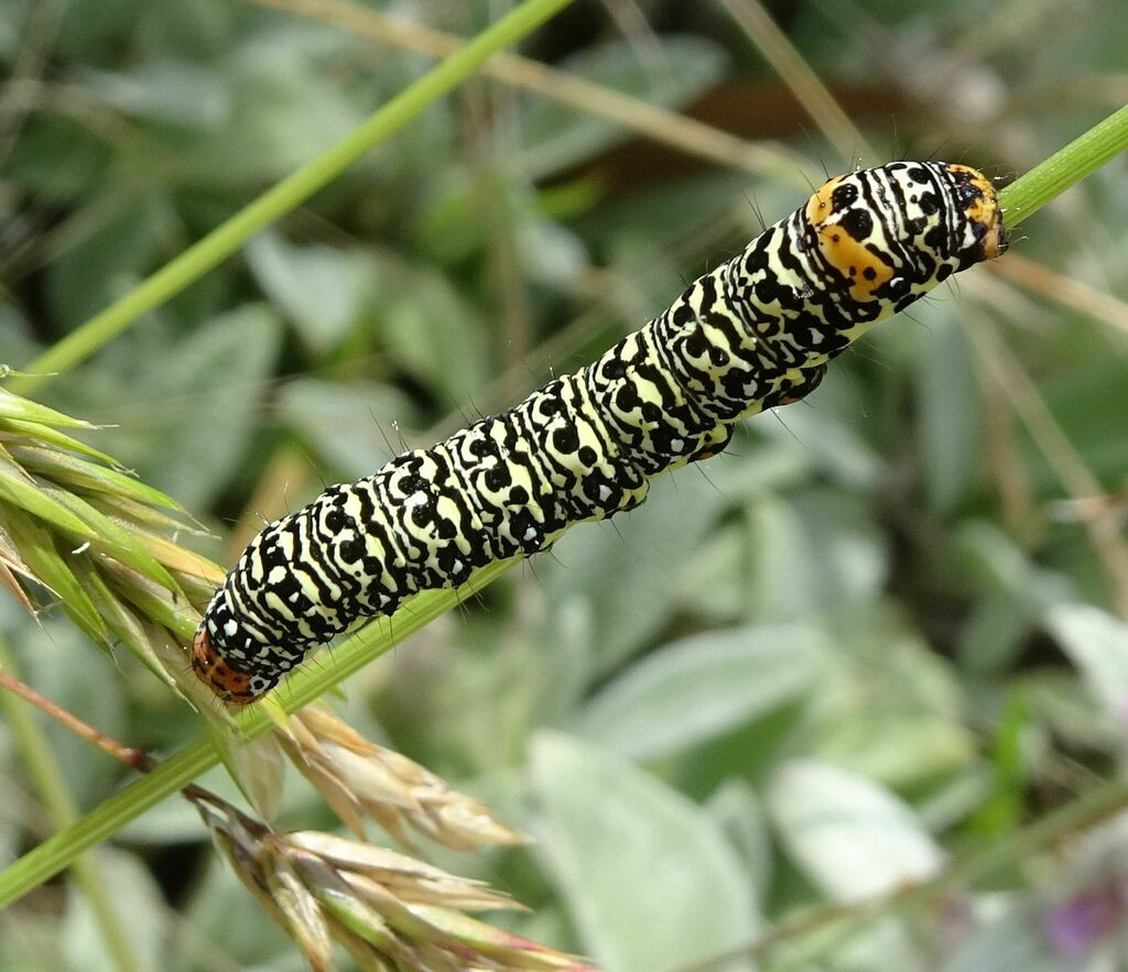 Willowherb Daymoth from Lal Lal VIC 3352, Australia on December 15