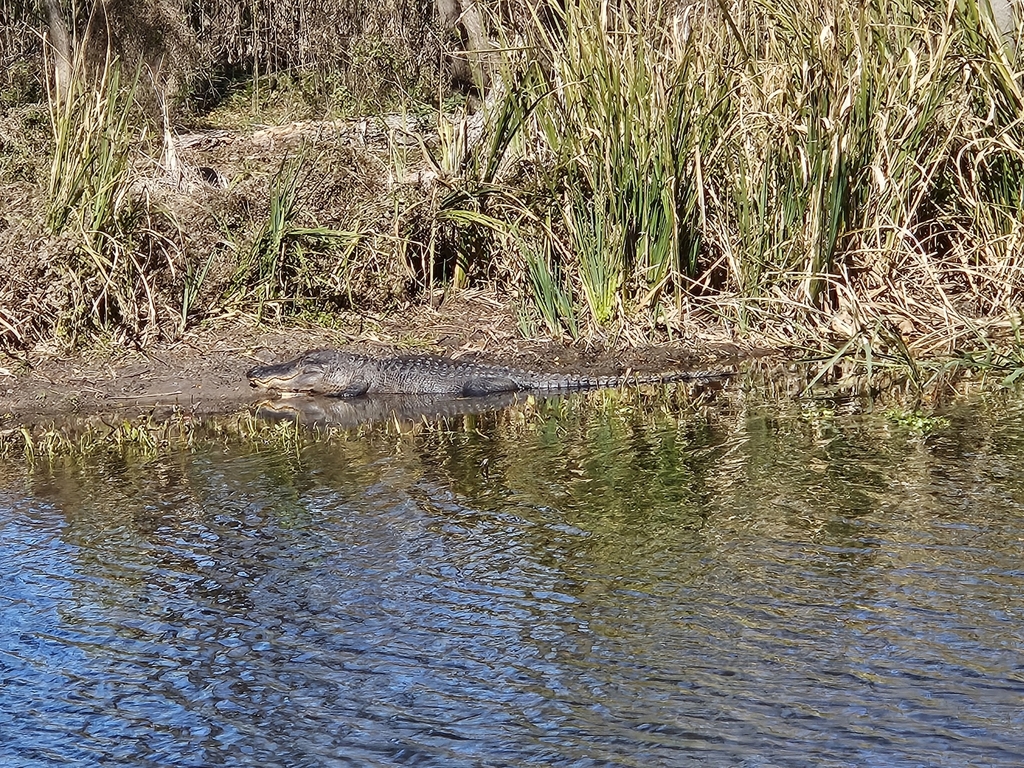 American Alligator from Needville, TX 77461, USA on December 14, 2023 ...