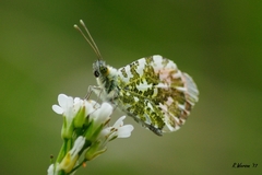 Anthocharidini