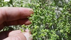 Chaenactis stevioides