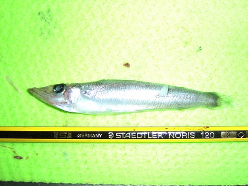 Longnose Greeneye (Parasudis truculenta) — Chlorophthalmidae — 2