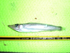 Parasudis truculenta