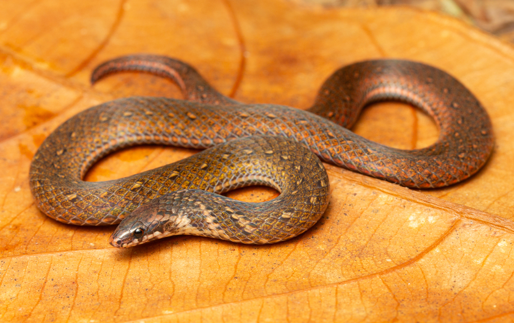 Chan-Ard Mountain Reed Snake