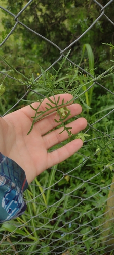 Image of Abobra tenuifolia by (c) María Zeta, some rights reserved (CC BY)