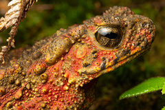 Asian Giant Toad photo 3