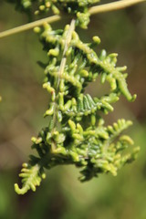 Eriophyes quadrifidus