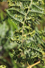 Eriophyes quadrifidus