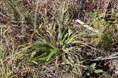 Hypoxis villosa