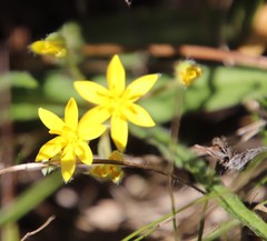 Hypoxis villosa