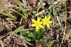 Hypoxis villosa