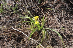 Hypoxis villosa