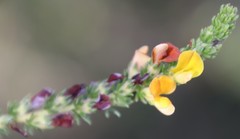 Aspalathus opaca rostriloba