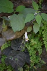 Smithiantha multiflora