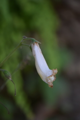 Smithiantha multiflora