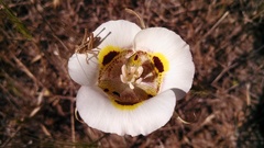 Calochortus superbus