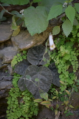 Smithiantha multiflora