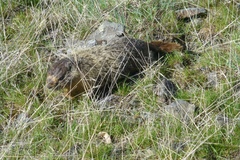 Marmota flaviventris