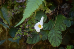 Smithiantha multiflora