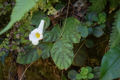 Smithiantha multiflora