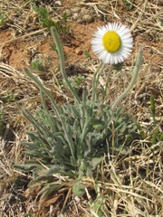 Erigeron bellidiastrum