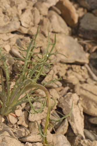 Image of Calycoseris parryi by (c) Steve Matson, some rights reserved (CC BY)