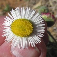 Erigeron bellidiastrum