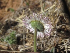Erigeron bellidiastrum