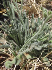 Erigeron bellidiastrum