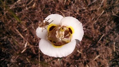 Calochortus superbus