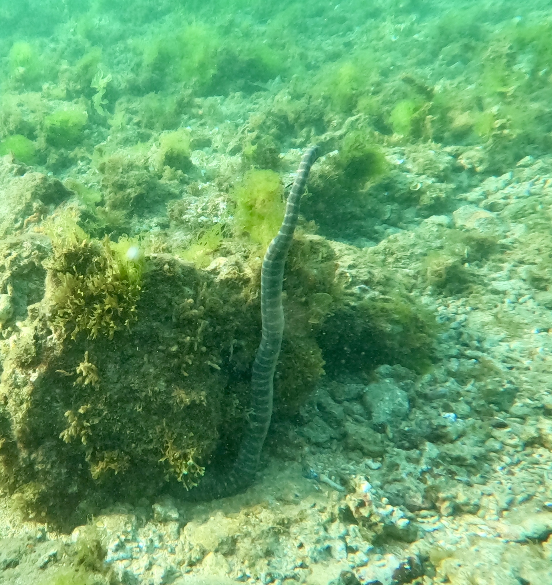Acrochordus granulatus (Schneider, 1799)