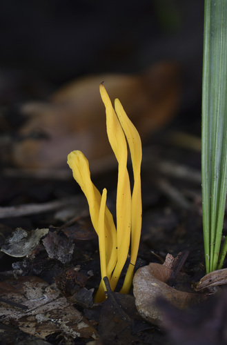 Clavariaceae