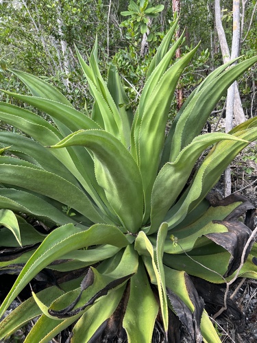 Agave caymanensis