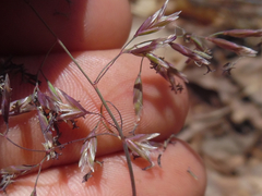 Poa cuspidata